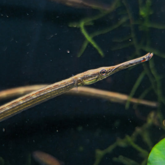 Microphis brachyurus aculeatus 10-15cm