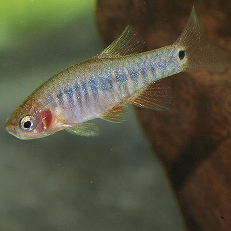 Microrasbora Erythromicron | Danio