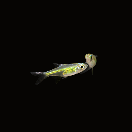 Microrasbora Kubotai talla 1-2cm