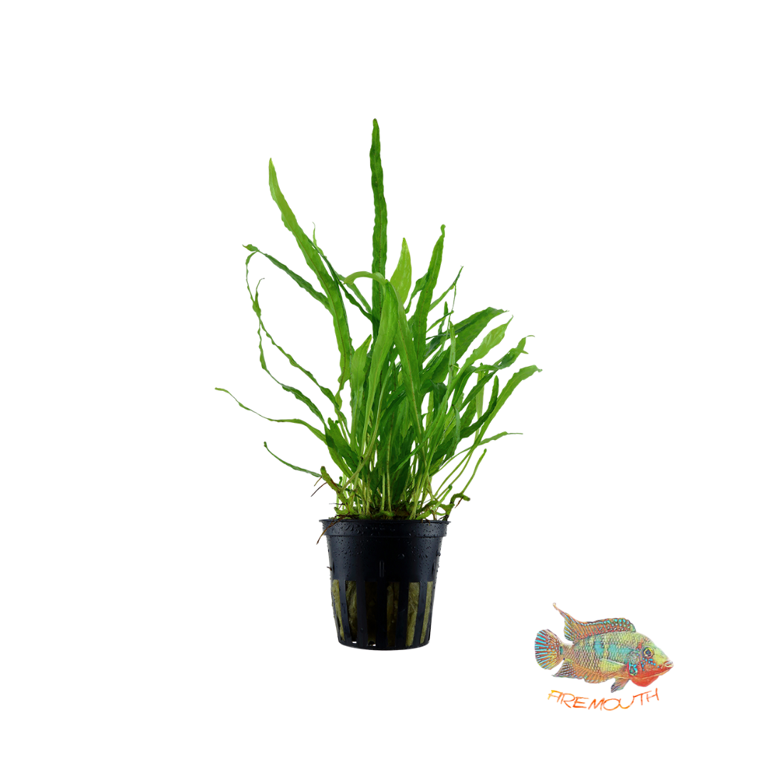 Microsorum Narrow Leaf | aquarium plant