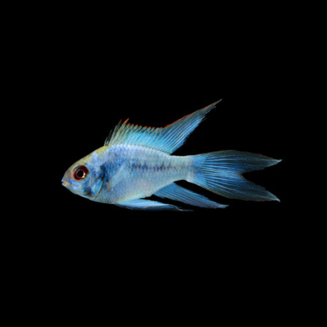 PAREJA Mikrogeophagus Ramirezi elec. blue long | peces agua dulce