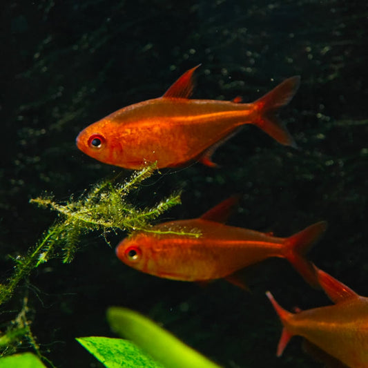 Hyphessobrycon muzel red cherry md