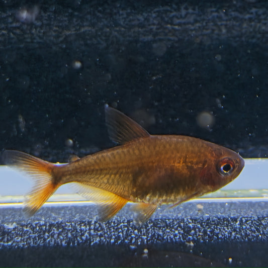 Hyphessobrycon muzel red cherry md