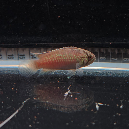 Nannacara Adoketa talla 3cm