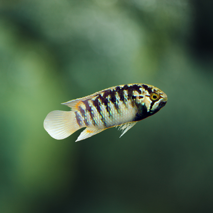 Nannacara Adoketa talla 3cm