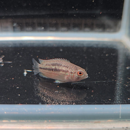 Nannacara aureocephalus sourourou talla md