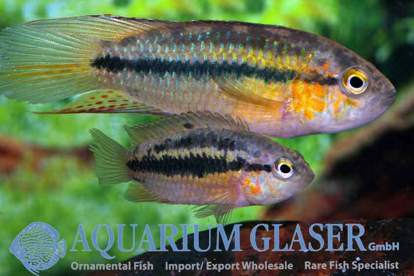 Nannacara aureocephalus sourourou talla md