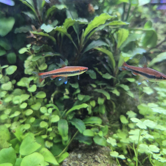 Nannostomus Beckfordi Red