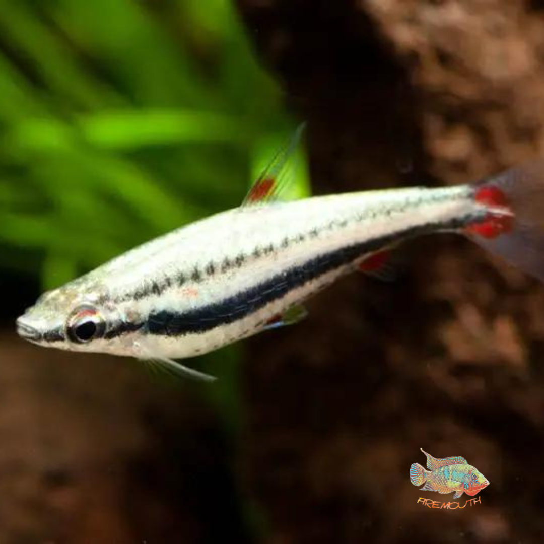 Nannostomus trifasciatus | freshwater fish 