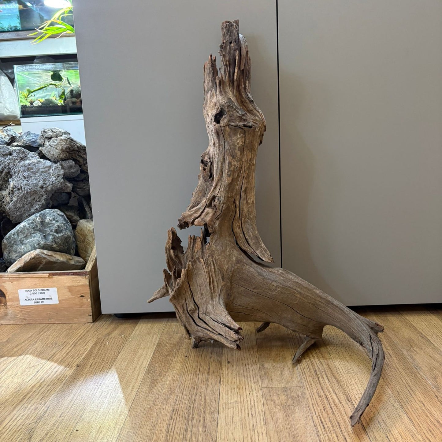 Natural driftwood 50/60 cm nº 2