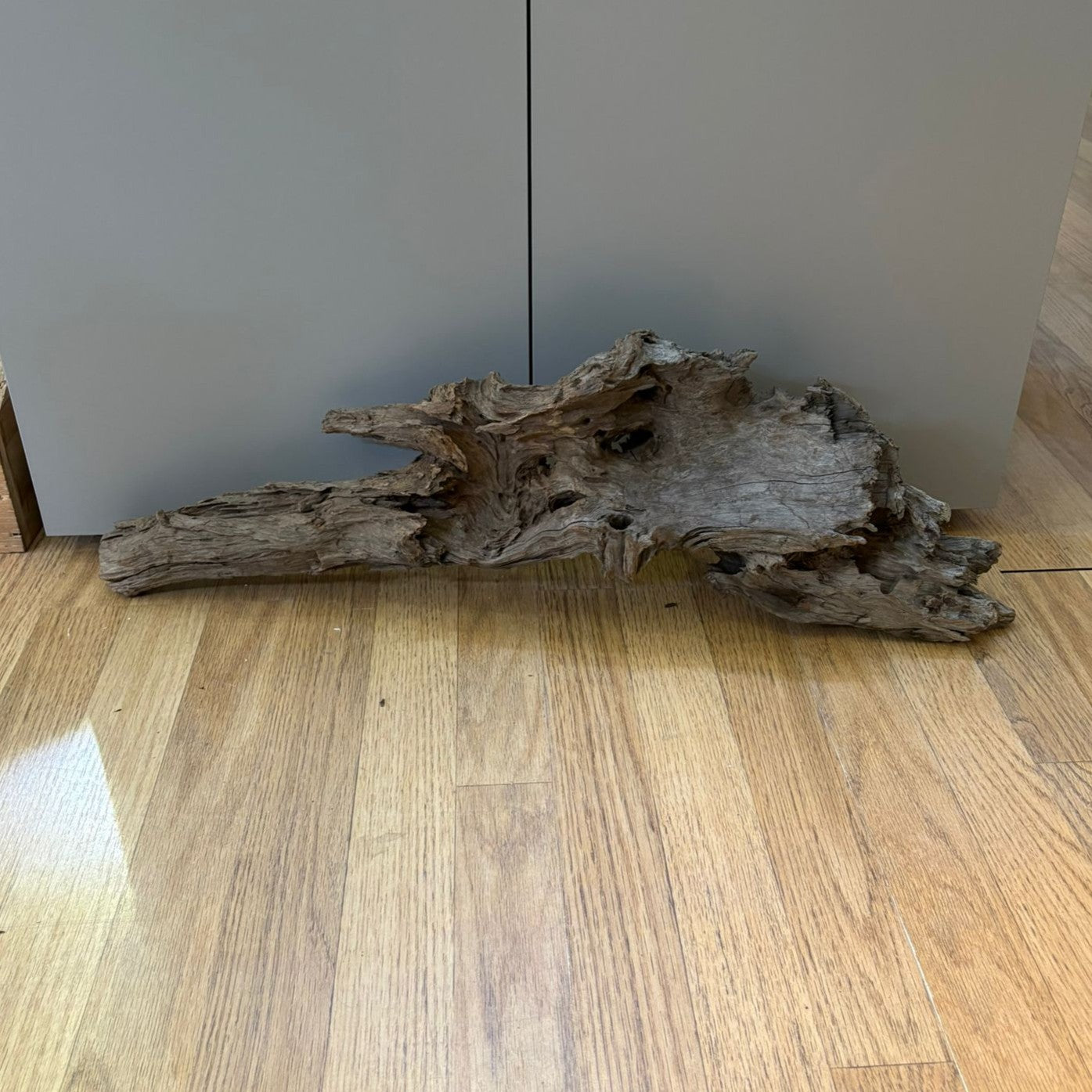 Natural driftwood 50/60 cm nº 3