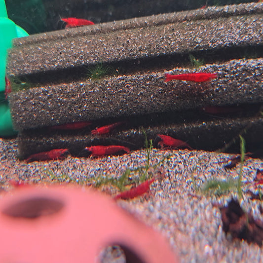 Neocaridina Blood Red