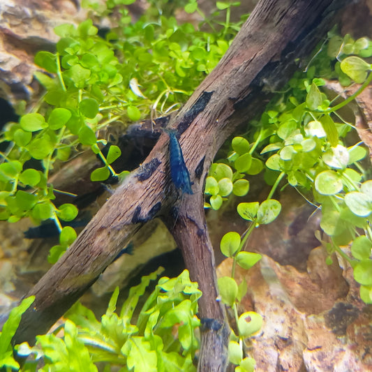 Neocaridina Blue Diamond - 1,5cm-2cm