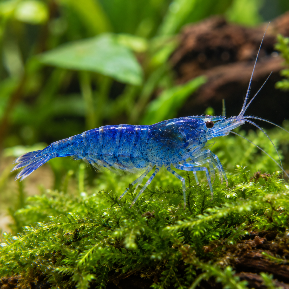 Neocaridina Blue Velvet talla md