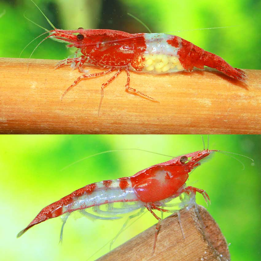 Neocaridina davidi Rili Red