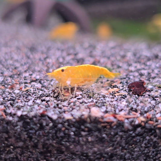 Neocaridina Yellow line md-lg