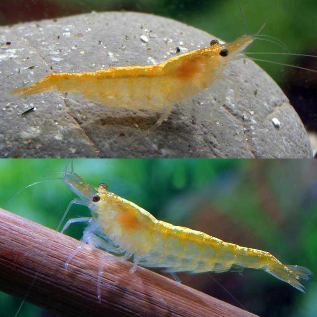 Neocaridina davidi Yellow