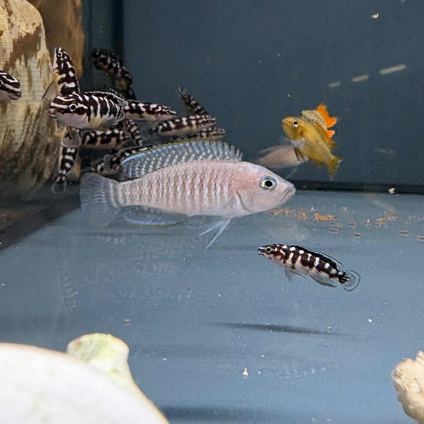 Neolamprologus similis talla 3-4cm