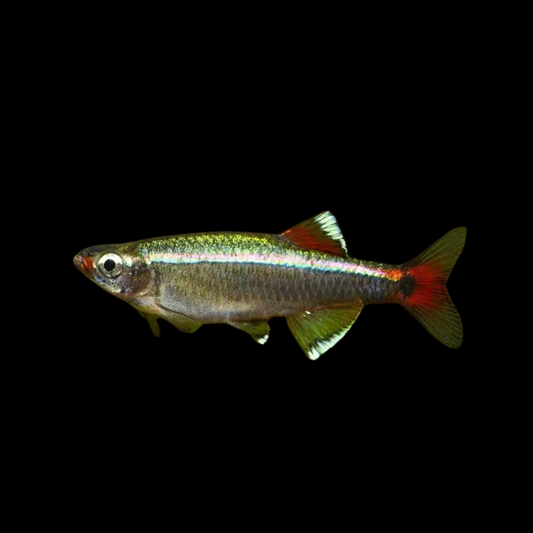 Neon Chino - Tanichthys albonubes | peces agua dulce