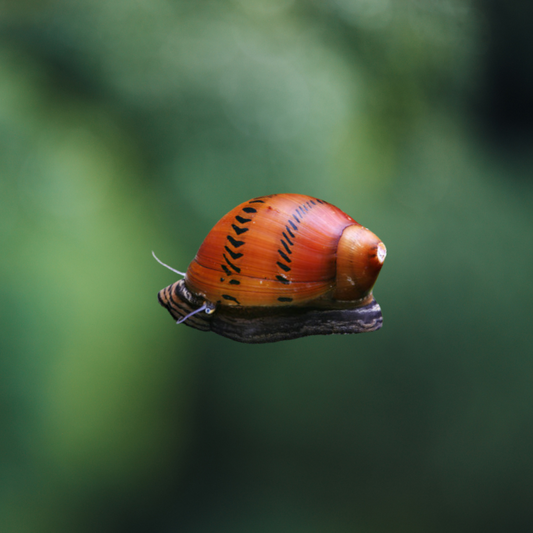 Caracol Moteado Cebolla Roja | Neritina Turrita