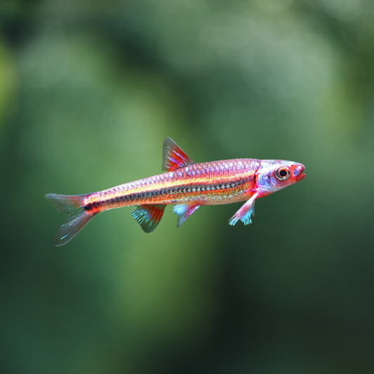 Notropis Chrosomus 3-3,5 Barbo arcoiris | peces agua dulce