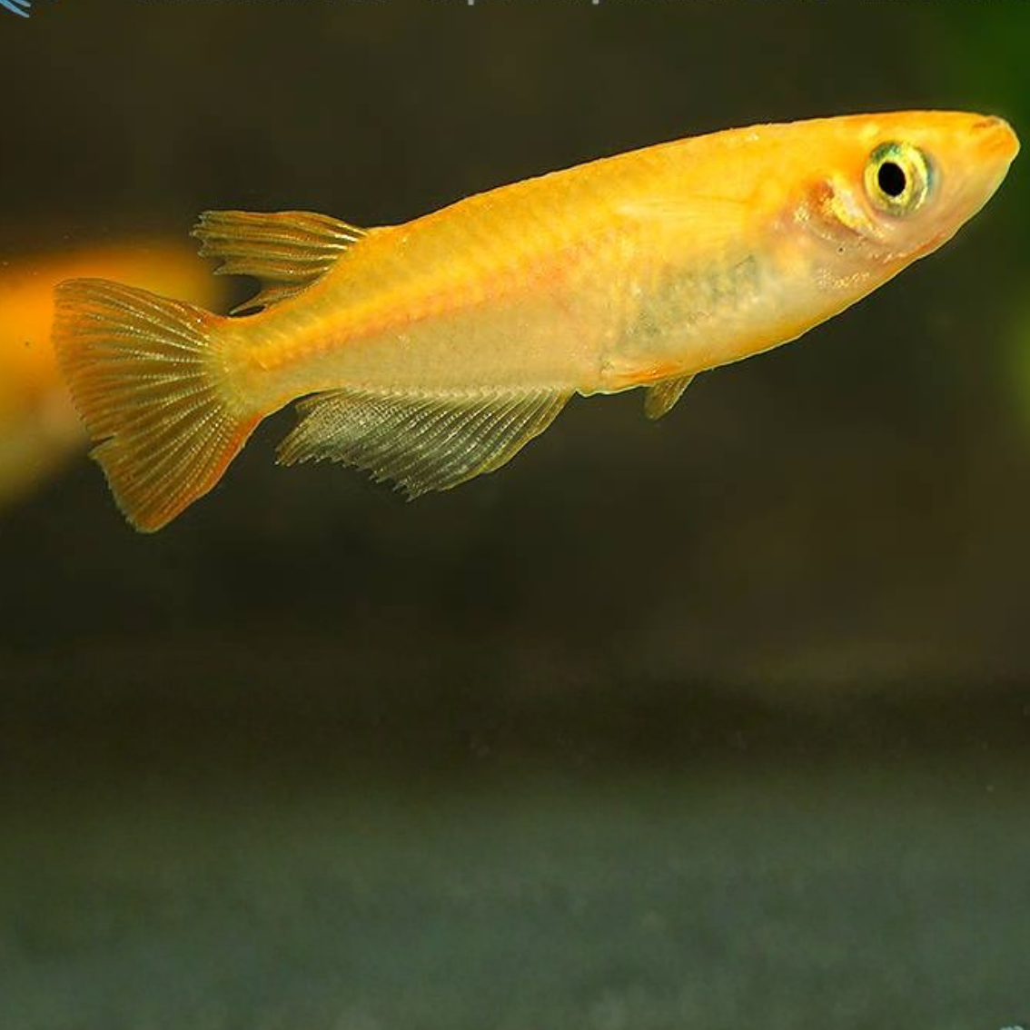 Oryzias Latipes Gold talla md