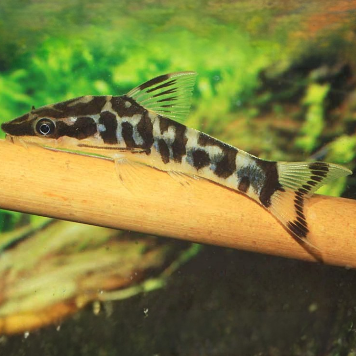 Otocinclus sp. cocama (sp. zebra)