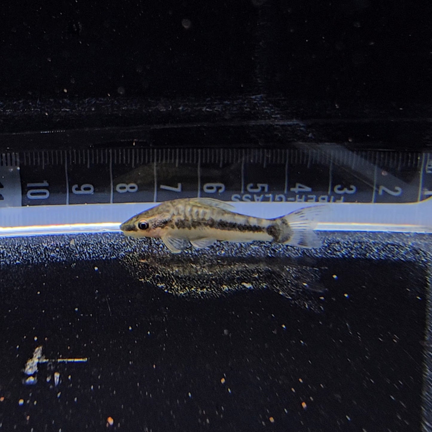 Otocinclus macrospilus lg-xlg