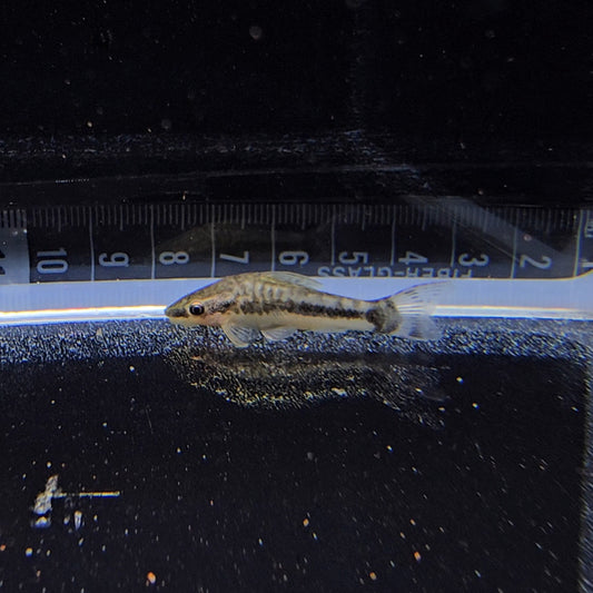 Otocinclus macrospilus lg-xlg