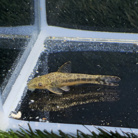 Otocinclus mimulus lg-xlg