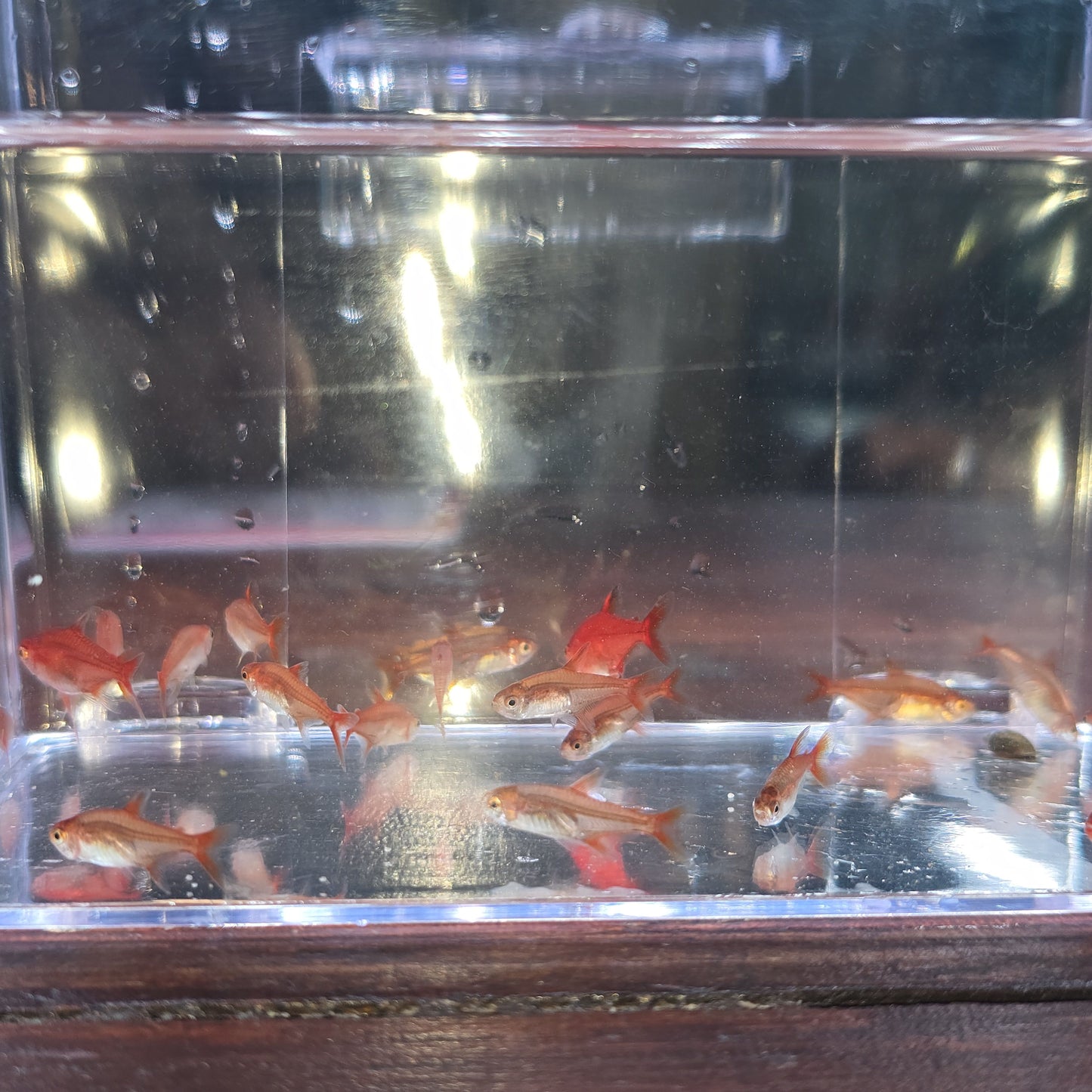 Pack 20 hyphessobrycon amandae | Oferta con envío incluido