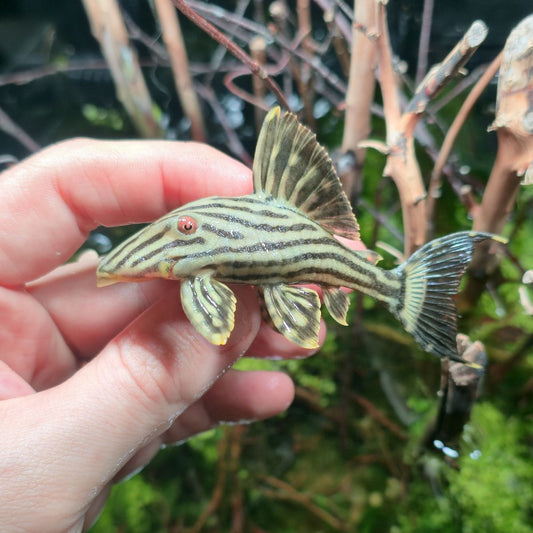 Panaque nigrolineatus L190 5cm