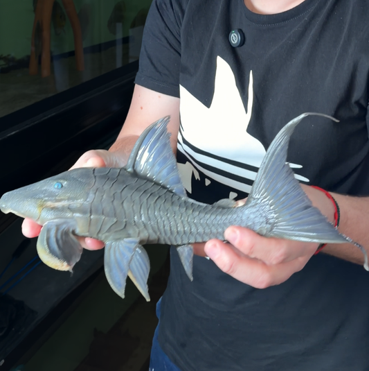 Panaque Suttoni talla 24cm ejemplar nº 3I