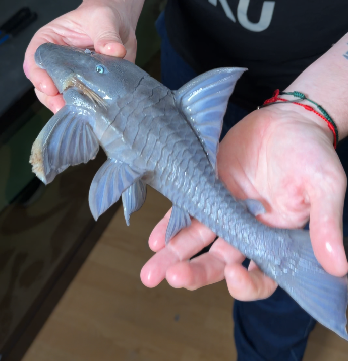 Panaque Suttoni talla 24cm ejemplar nº 2D