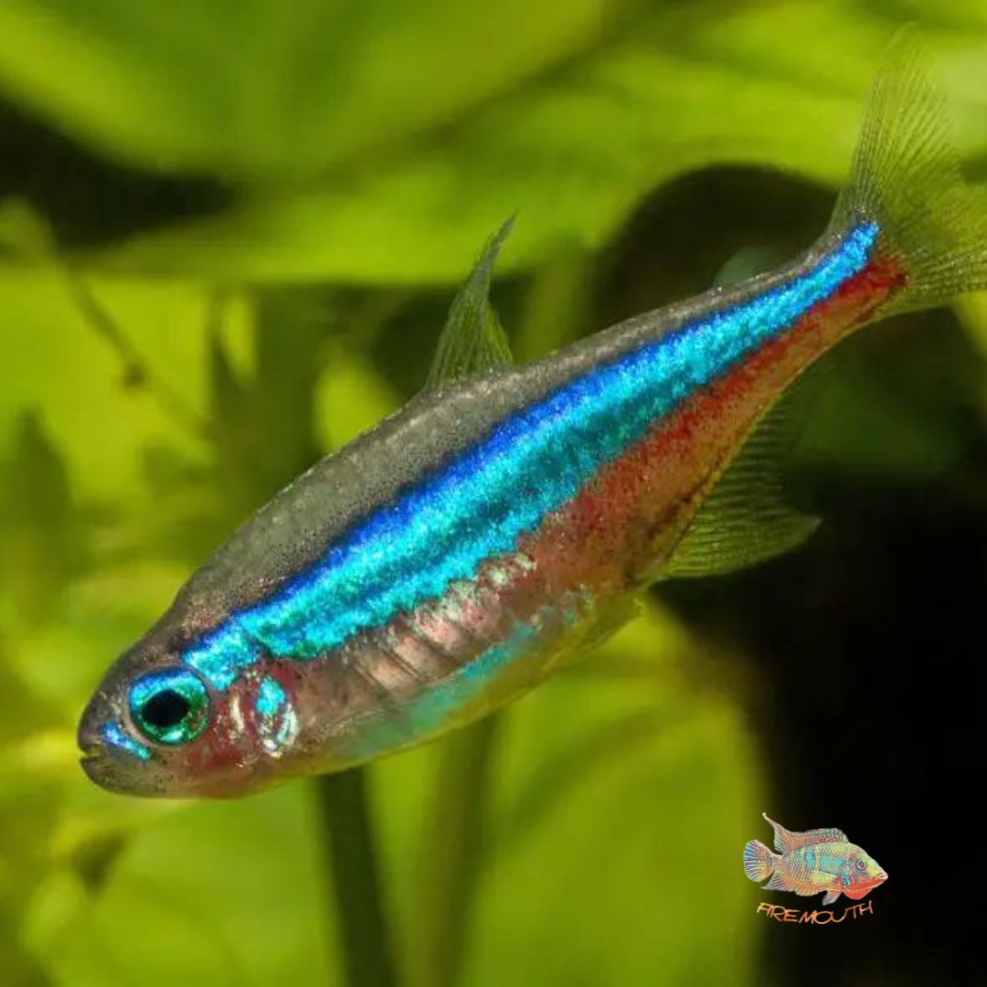 Paracheirodon Simulans | freshwater fish 