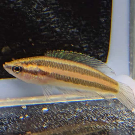 Parosphromenus paludicola wild md-lg