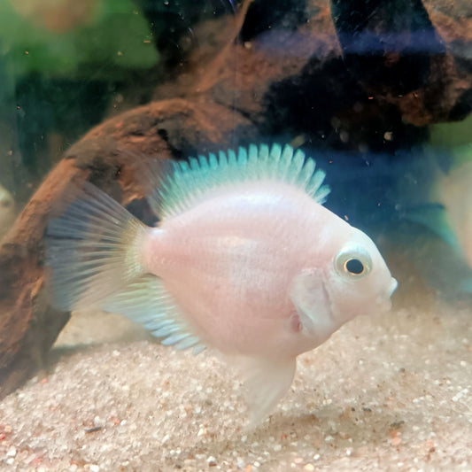 Cichlasoma platinum polar parrot 3-3,5 | peces agua dulce