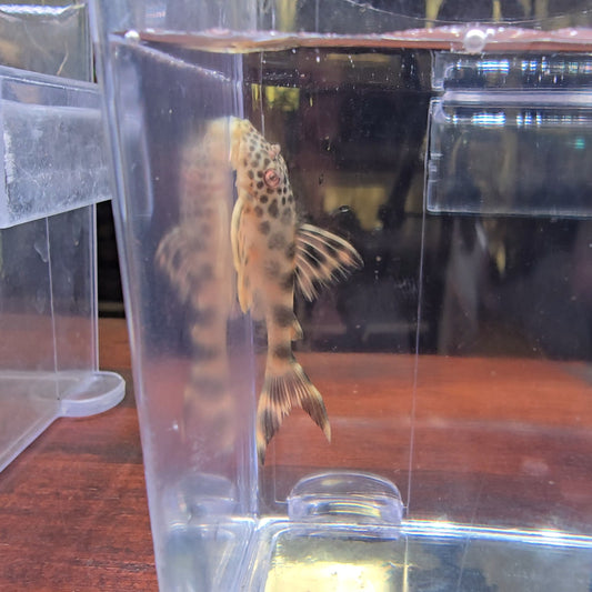 Peckoltia Sabaji L124 - Pleco guacamaya