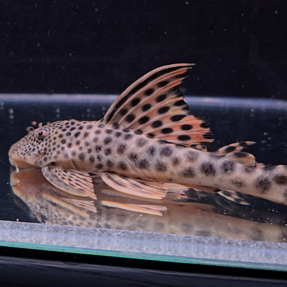 Peckoltia sabaji L75 10/14cm – Hudson Crizanto