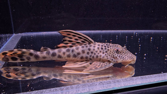 Peckoltia sabaji L75 10/14cm – Hudson Crizanto