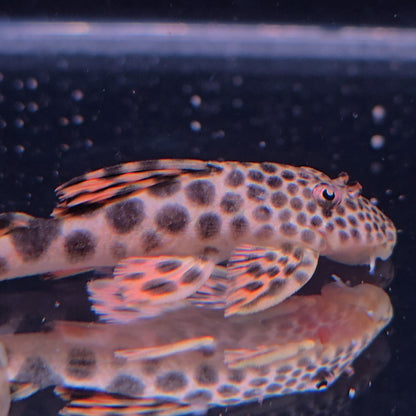 Peckoltia sabaji L75 5-8 cm – Hudson Crizanto