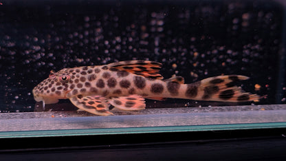 Peckoltia sabaji L75 5-8 cm – Hudson Crizanto