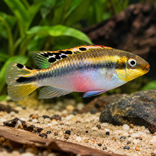 Pelvicachromis pulcher talla 3-4 cm