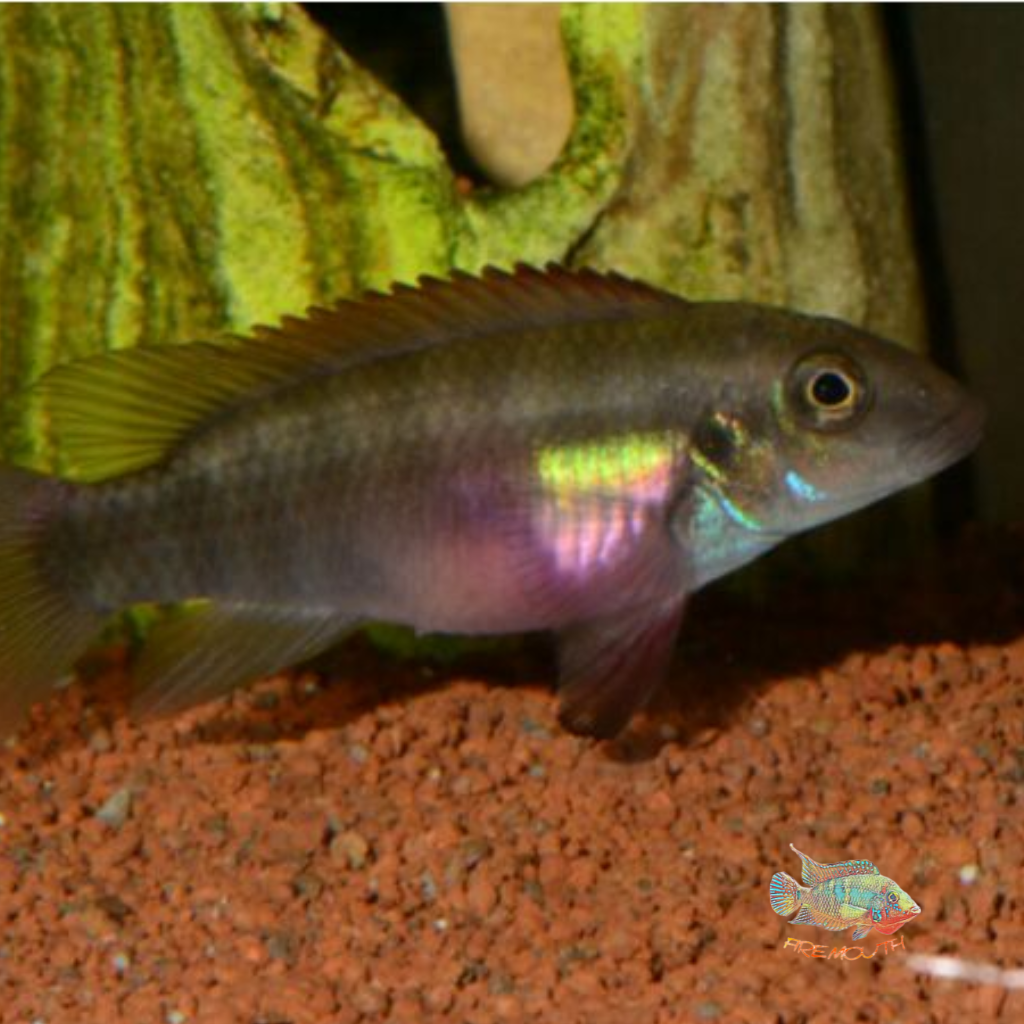 Wallaceochromis (formerly pelvicachromis) rubrolabiatus wild | freshwater fish 