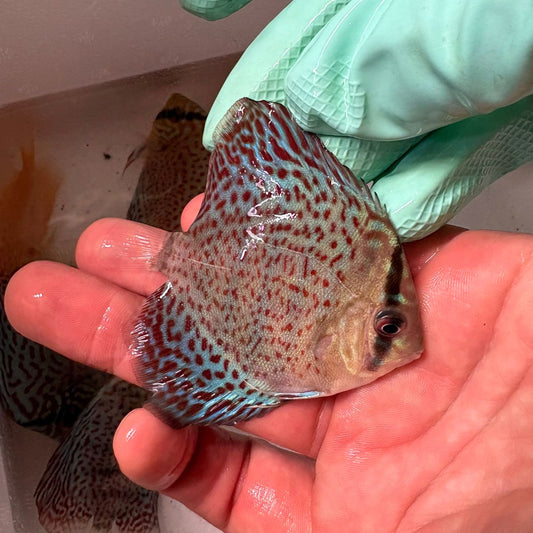 Disco Leopard 8-9 cm nº 2