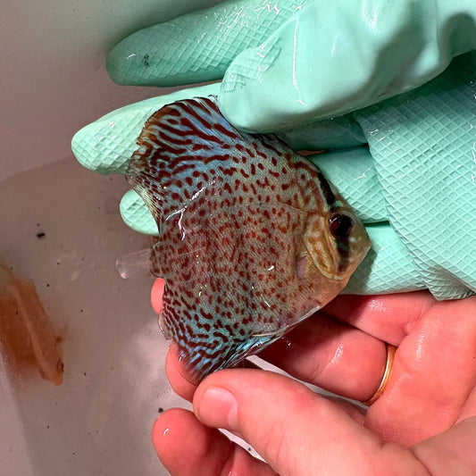 Disco Leopard 8-9 cm