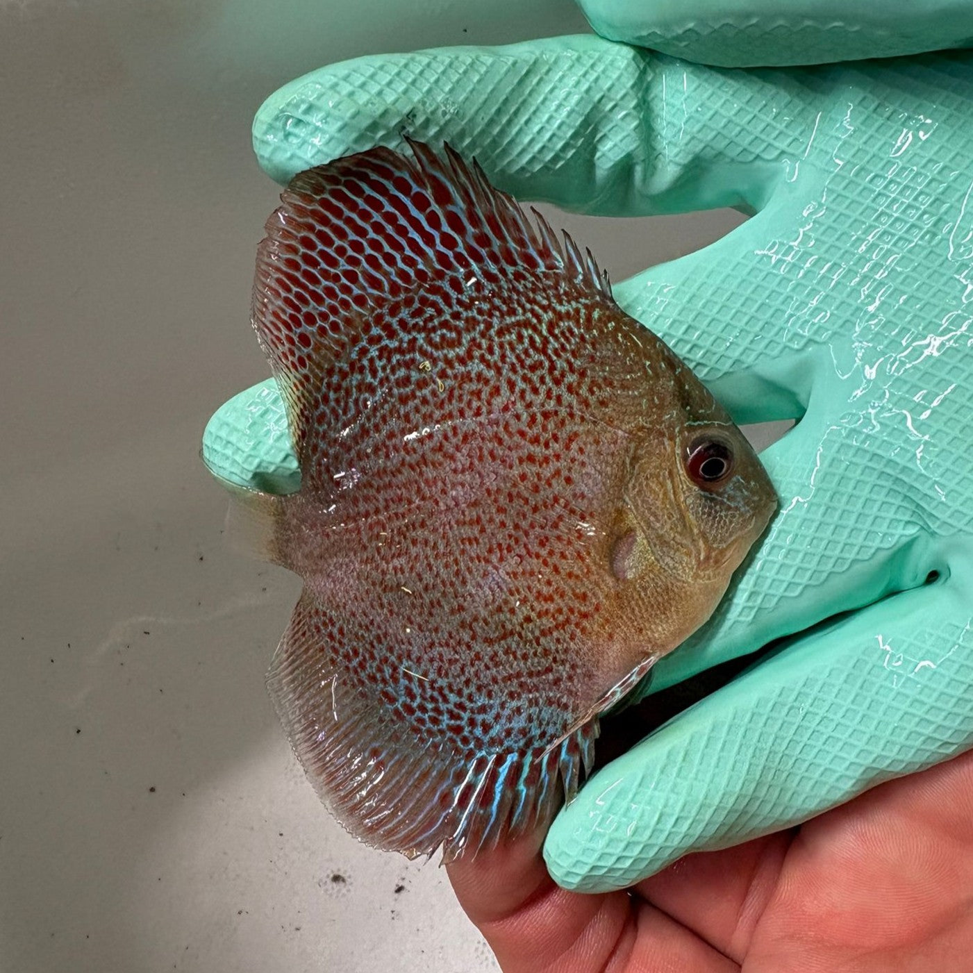 Disco Spider Eruption 8-9 cm