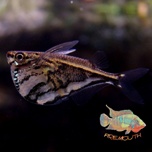 Marbled hatchetfish - CARNEGIELLA STRIGATA