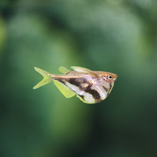 Carnegiella Strigata-vesca md-lg | peces agua dulce