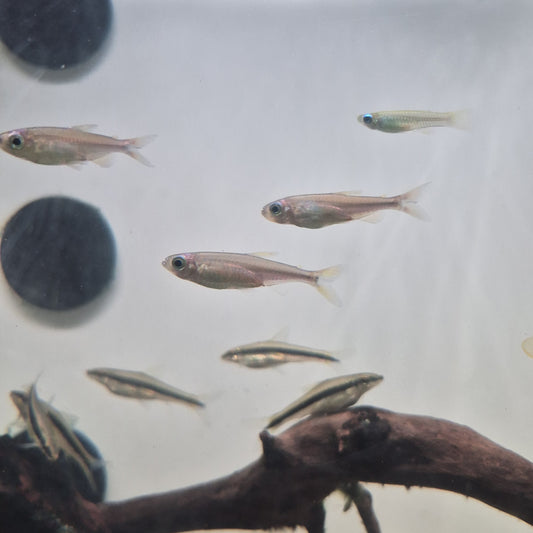 Phenacogrammus Fantastique